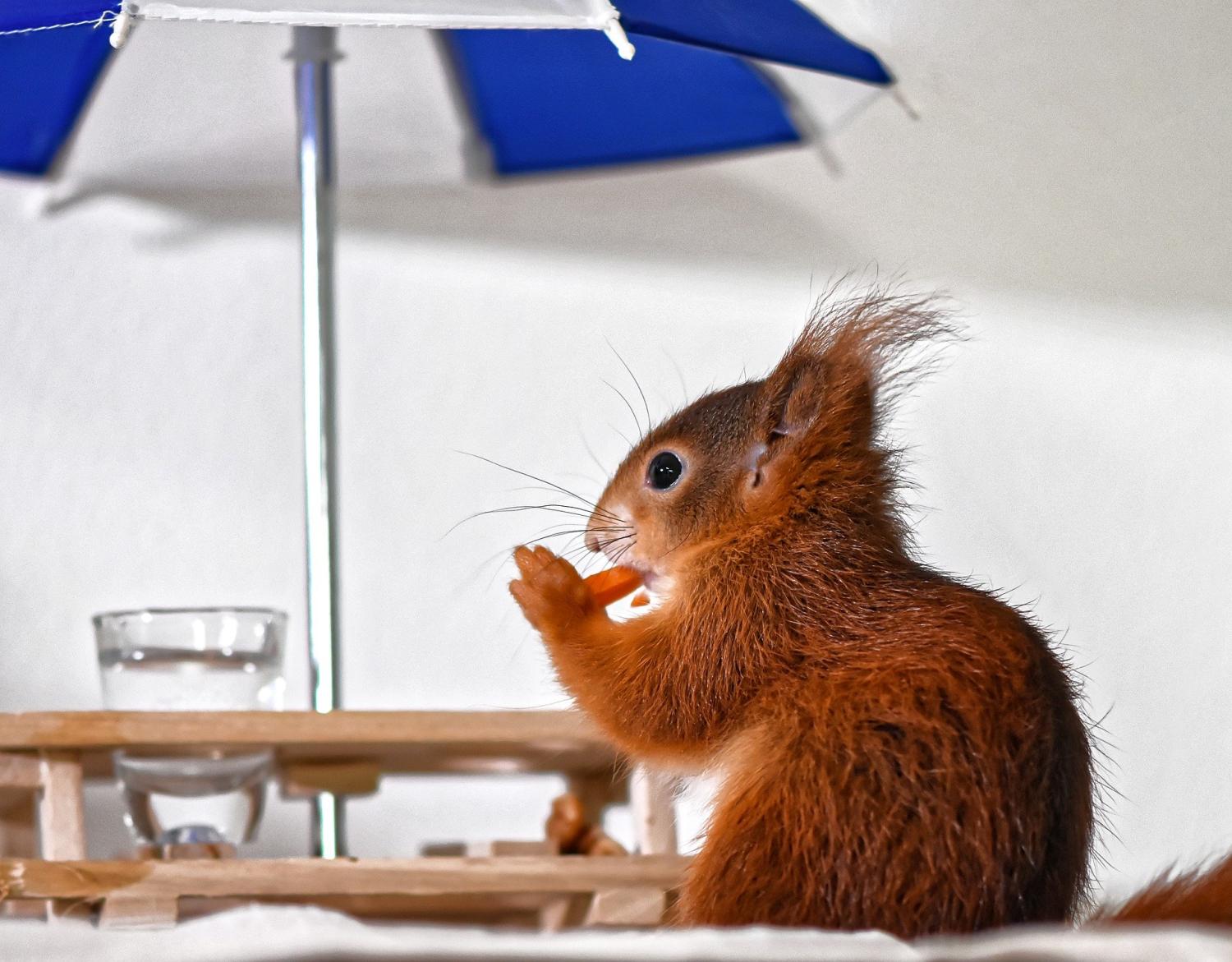 Écureuil et sa Table